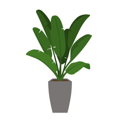 bird of paradise plant in a pot isolated vector illustration