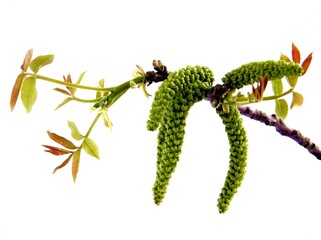 twig of walnut tree with flowers and growing leaves