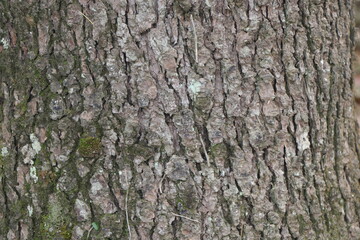 Fototapeta premium Tree trunk texture