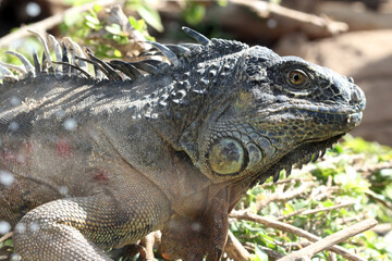 grüner Leguan