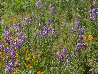 Grappes de fleurs de Juliennes ou giroflées des Dames (Hesperis matronalis) de couleur rose...