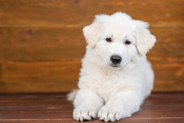 White swiss shepherd puppy lying on dark wooden background