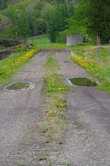 Fototapeta na wymiar 黄色い花が咲き葉の緑が鮮やかな雨上がりの田舎道。