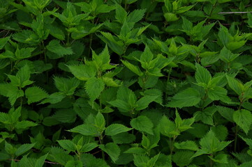 Fototapeta na wymiar 密集した鮮やかな緑の葉。