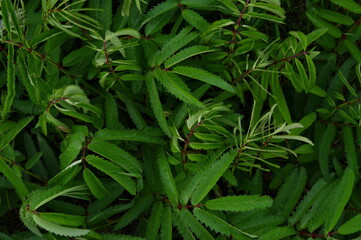 密集した鮮やかな緑の葉。