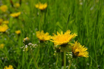 緑の季節の田舎の道端に咲いた黄色いタンポポの花。