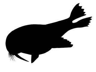 silhouette of a walrus on white 