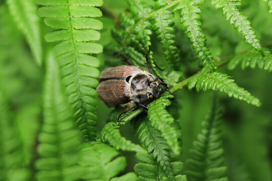 May beetle Melolontha sitting on green fern leaves close up