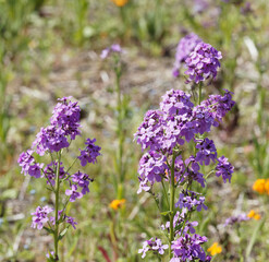 Fleurs d'hesperis matronalis, Juliennes ou giroflées des Dames de couleur rose lilas à mauve