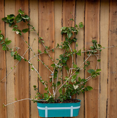 climbing plants climbing a wooden wall