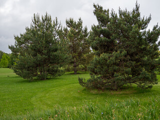 landscape trees in the meadow