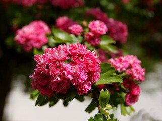 pretty small pink flowers of Crataegus laevigata tree at spring