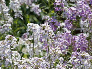 
Hesperis matronalis |  julienne ou giroflée des dames à tiges ramifiées portant des grappes de...
