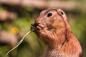 Nahaufnahme eines junges Pr&auml;riehundes welcher mit seinen Pfoten einen Grashalm in sein Maul f&uuml;hrt