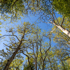 Trees view upwards toward the blue sky.Shot in Sweden, Scandinavia
