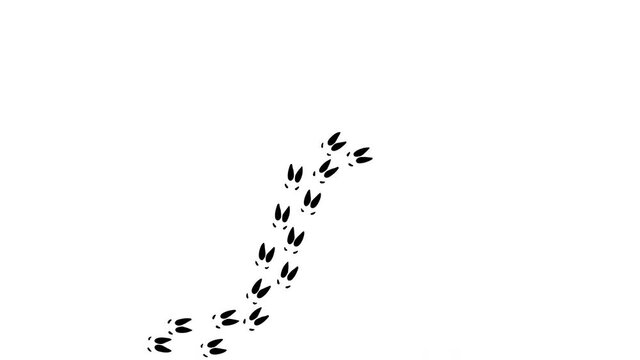 Black elk foot prints animation.