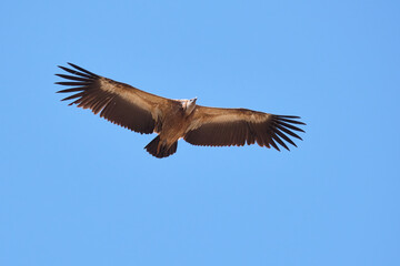 Buitre leonado, Gyps fulvus,  volando en un cielo azul