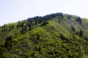 green forest in the mountains