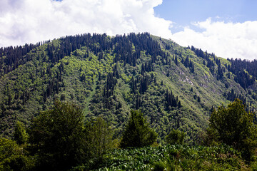 landscape with trees and clouds