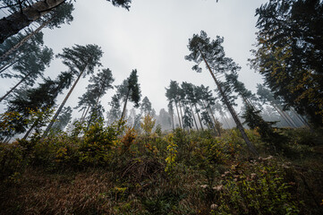 Mountain landscape. Misty forest. Natural outdoor travel background. Slovakia, Low Tatras, Demenovska hora and dolina vyvierania. Liptov travel. © Zedspider