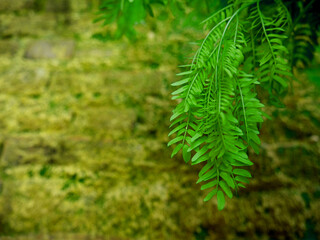Nature background image