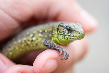 Green lizard close-up on a human hand in summer