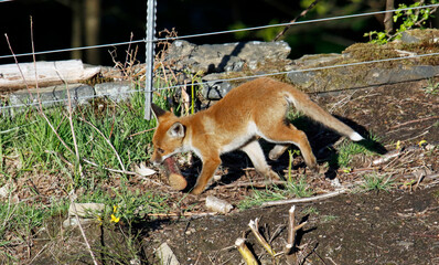 Fox cubs playing and exploring near there den