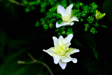 あじさい（墨田の花火）
