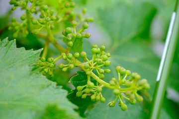 ぶどうの実（春）