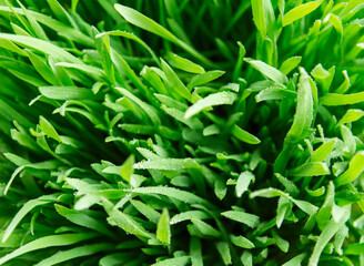 Green grass on green background.