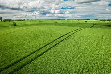 Green field in spring. Aerial view of agriculture, Poland.