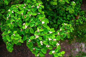 young quince tree during flowering