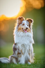 Shetland Sheepdog outdoors on grass. Pet friend