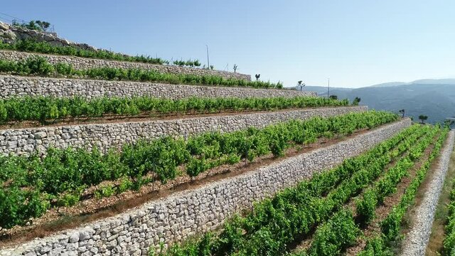 Aerial view rows of grape vines. Harvest season. top view of the green vineyard with people working. Syrah cabernet franc and cabernet sauvignon. Organic