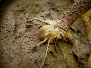 Tropical plant roots closeup