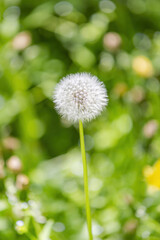 White fluffy dandelion on a flowering meadow. Weed. Perennial herb of the family Asteraceae