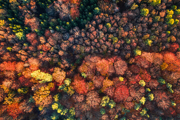 Aerial view of red autumn forest. Wildlife in Poland.