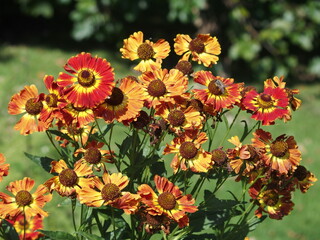 Coreopsis, Schöngesicht, Mädchenauge