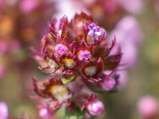 super macro of a thyme
