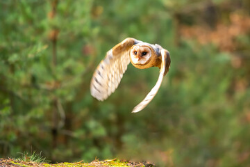 Barn owl sit on stump in autumn forest - Tyto alba
