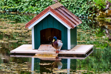 Ente