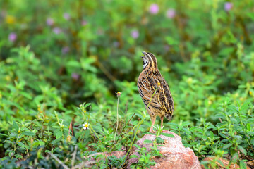 Rain Quail standing on the rock in morning