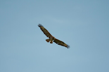 Buzzard in flight