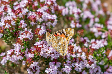 Butterfly in its full splendor