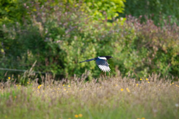 Magpie in flight
