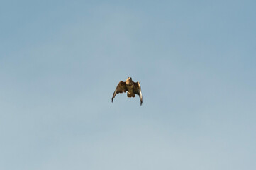 Buzzard in flight