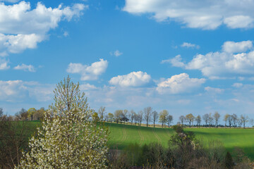 Wiosenny krajobraz natura