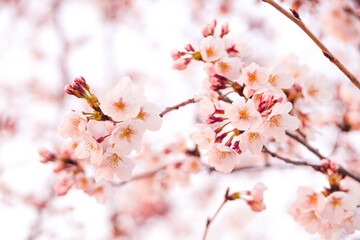 Cherry Blossoms
