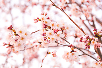 Cherry Blossoms