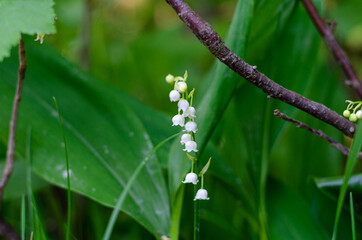 White lily of the valley flowers in the forest in a glade in the rays of sunlight. Green meadow in the spring. 
